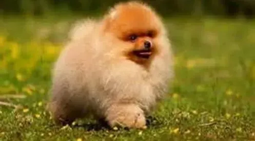 博美犬|清洁博美犬身体卫生的最好方法——洗澡