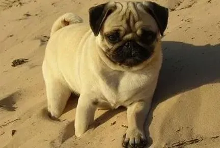 巴哥犬|巴哥犬吃什么食物可以使毛变浓密