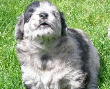比利牛斯牧羊犬怎么养 幼犬的饲养管理 | 比利牛斯牧羊犬