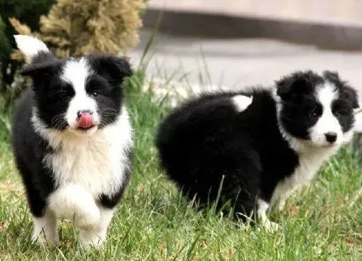 边境牧羊犬|关于边境牧羊犬吃肉的哲学