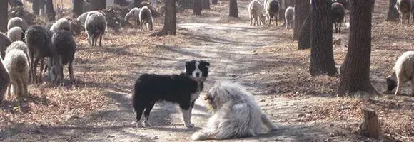 怎么训练狗放羊 牧羊犬的血统一定要纯 | 狗