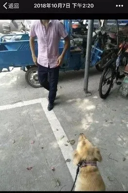 迷路金意外客串警犬 狂吠偷车贼帮忙逮人 | 狗