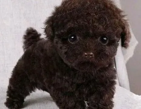 泰迪犬|一般人不知道的狗狗11条小知识，最后一条你一定要懂！