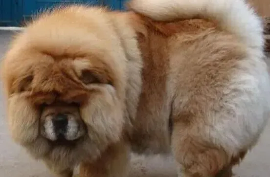 松狮犬|请问我家的松狮犬是肛门腺发炎么