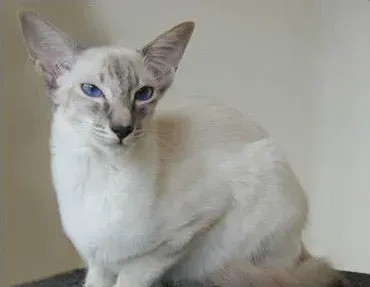 巴厘猫能长多大 它的体型比较纤细 | 巴厘猫