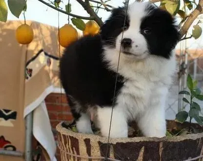 边境牧羊犬|边境牧羊犬的下眼毛发红，这是泪痕吗 怎么办