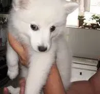 银狐犬|我家的银狐犬胆子很小，如何训练它的胆量