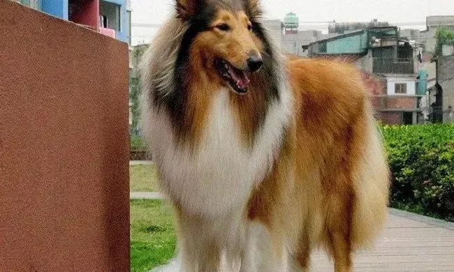 苏格兰牧羊犬|怎样帮助苏格兰牧羊犬驱除虱子的侵袭