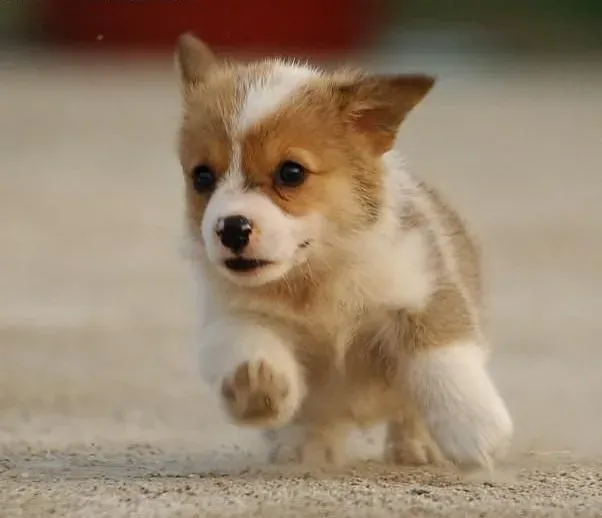 柯基犬|为什么柯基犬会患上色盲