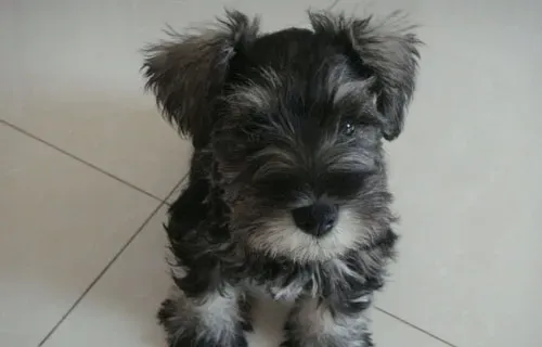 巨型雪纳瑞是军犬吗 巨型雪纳瑞不是军犬 | 雪纳瑞