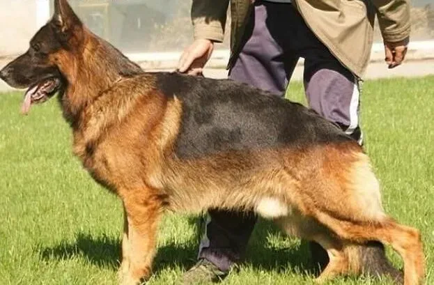德国牧羊犬|德国牧羊犬的性格是可以由外界决定的