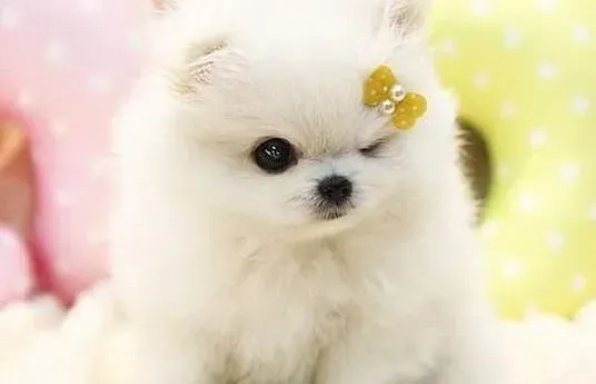 博美犬|训犬兵法 训练博美犬的三大计策