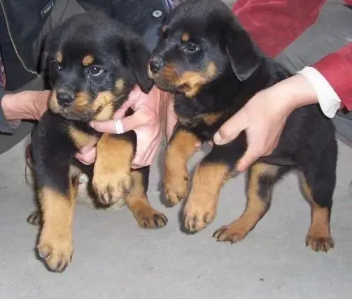 罗威纳犬|3个月大的罗威纳犬带项圈对它好不好