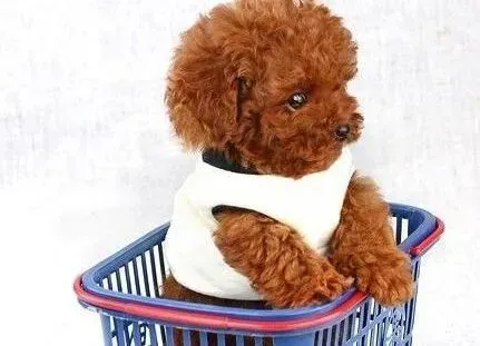 泰迪犬|泰迪犬打完疫苗出现蜂窝组织炎怎么办