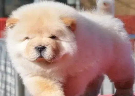 松狮犬|我家松狮犬生长缓慢这是怎么回事