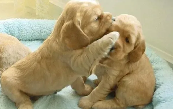 可卡犬|金牌教练支招如何利用食物训练可卡犬