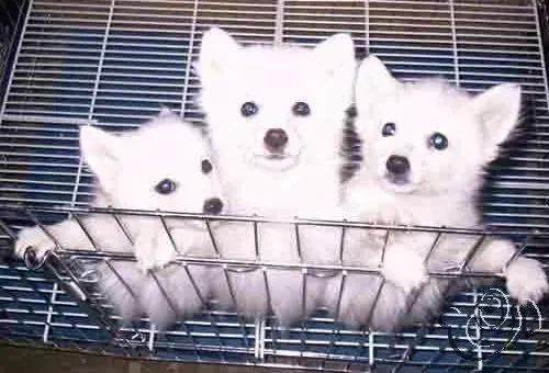 银狐犬|银狐犬患上犬瘟热疾病的两个阶段治疗方法
