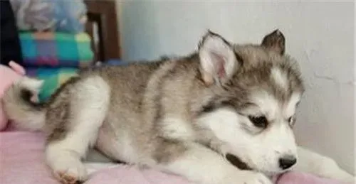 阿拉斯加雪橇犬学狼叫 因为遗传了狼的基因 | 阿拉斯加雪橇犬