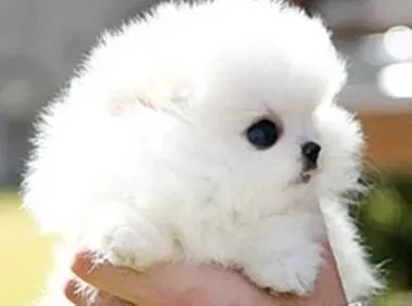 博美犬|纠正博美犬偏食的不良饮食习惯势在必行