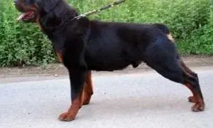 罗威纳犬|罗威纳犬肛门附近红肿是什么问题