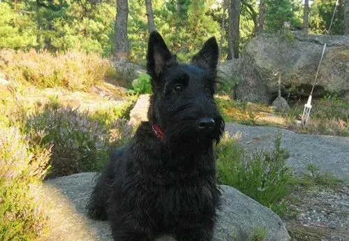 苏格兰梗犬吃什么 苏格兰梗犬需要注意事项 | 苏格兰梗犬