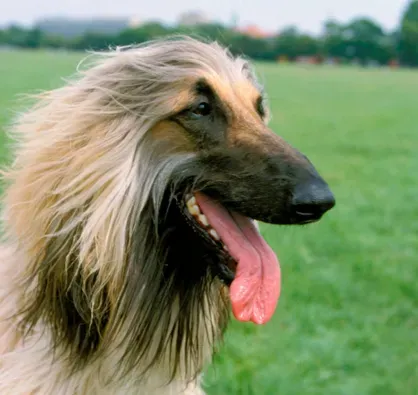 阿富汗猎犬臭么 没有特别重的体味 | 阿富汗猎犬