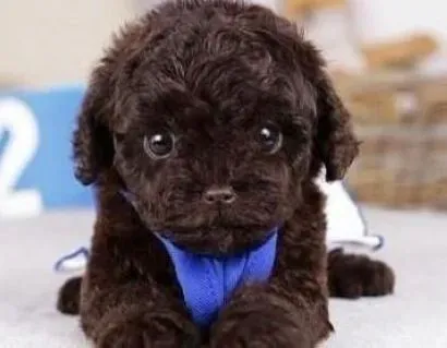 泰迪犬|杜绝眼屎 让泰迪犬眼部更加健康