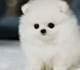 博美犬|保健新产品 远红外线博美犬项圈显神通