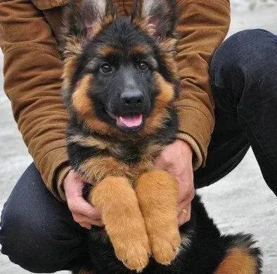 德国牧羊犬|德国牧羊犬不知道为什么又拉又吐 求解答