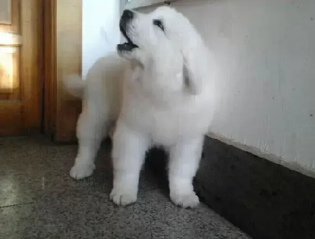 大白熊犬|大白熊犬突然吐血了是怎么了 求原因