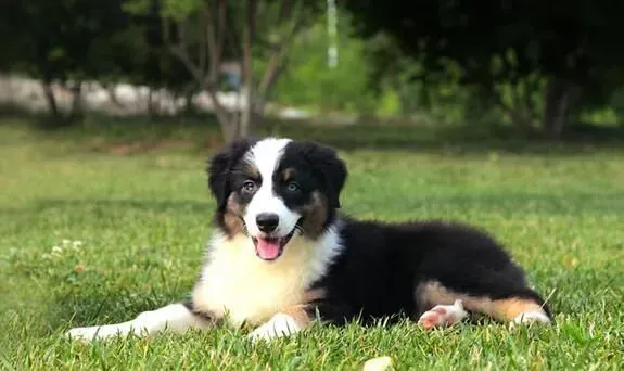 澳洲牧羊犬咬人吗 如何训练澳洲牧羊犬不咬人 | 澳洲牧羊犬