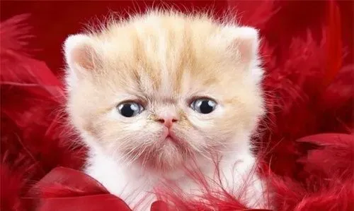 猫做绝育手术时间 雄性约需10分钟即可完成 | 绝育
