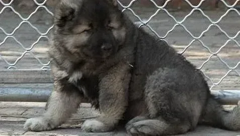 高加索犬|如何让高加索犬心甘情愿的进入笼子里