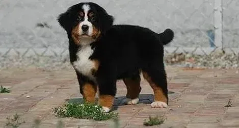 伯恩山犬|四个月的伯恩山犬吃什么天然粮好