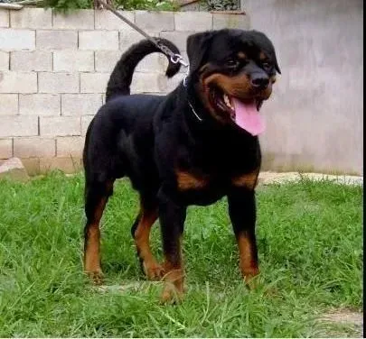 罗威纳犬|我家罗威纳犬进门才三天，怎么训练它呢