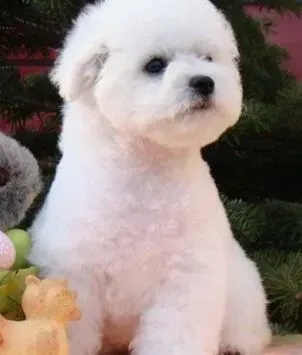 比熊犬|比熊犬最近有点不听话如何教育它