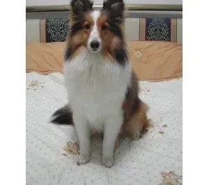 喜乐蒂|喜乐蒂犬最近拉血了是什么情况