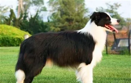 两个月大边境牧羊犬吃 可以吃一些奶糕营养膏 | 边境牧羊犬