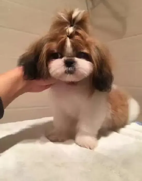 西施犬|西施犬最近总是随地大小便，应如何训练