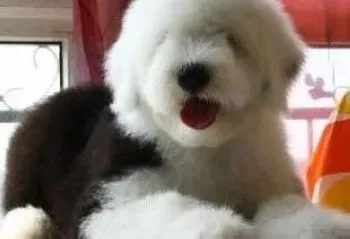 古代牧羊犬|怎样让古代牧羊犬成为游泳达人