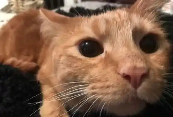 小橘猫先天性小脑发育不全 超特别外八步伐