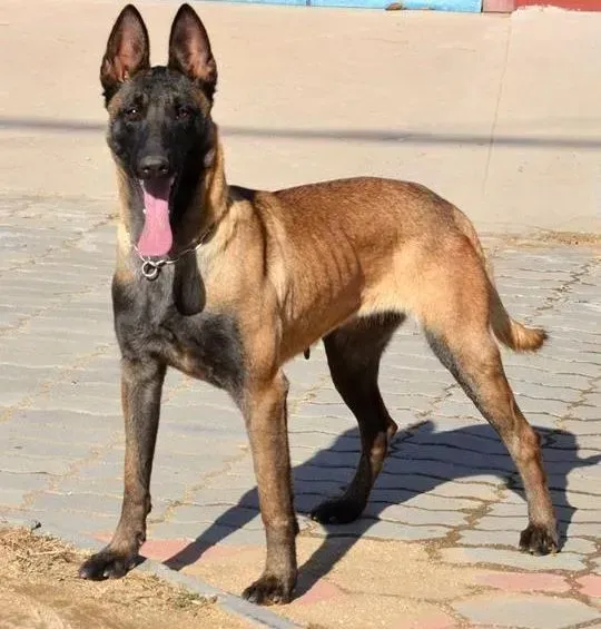 马犬|马犬这些日子经常流眼泪，求解