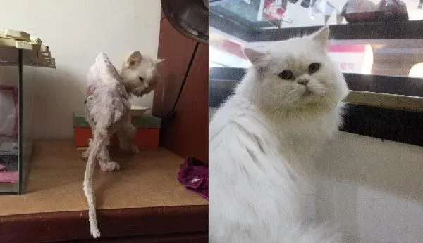 皮包骨模样像恐龙化石 救援后变身漂亮白猫 | 猫
