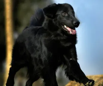 平毛寻回犬怎么训练 注意奖罚要分明 | 平毛寻回犬