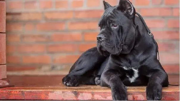 卡斯罗犬|卡斯罗感冒怎么办 卡斯罗犬感冒如何治疗