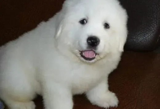 大白熊犬|三招让你纠正大白熊犬的乱叫