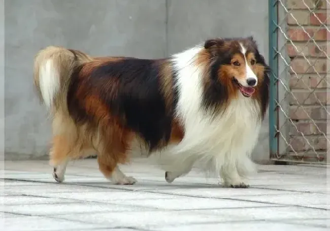 喜乐蒂|三个多月的喜乐蒂犬一天吃几餐合适