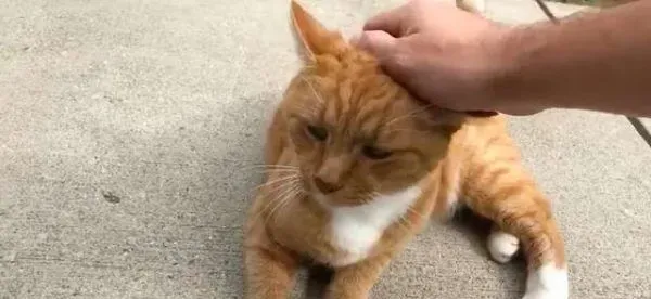 外国男子幸遇橘猫好邻居 总要蹭蹭讨摸 | 猫