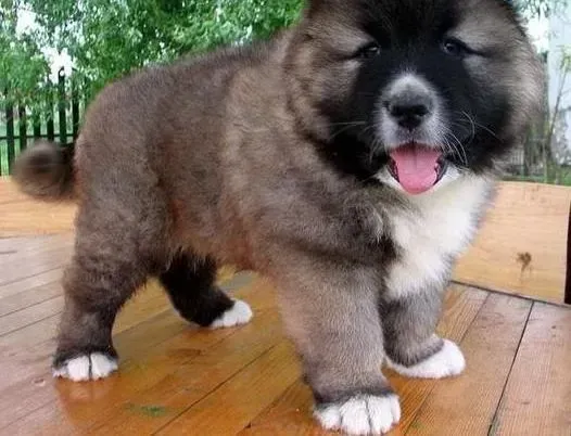 高加索犬|生活大百科之如何护理产后的高加索犬