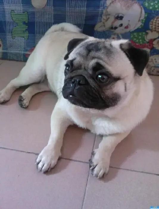 巴哥犬|盘点巴哥犬患上肠炎的治疗方法